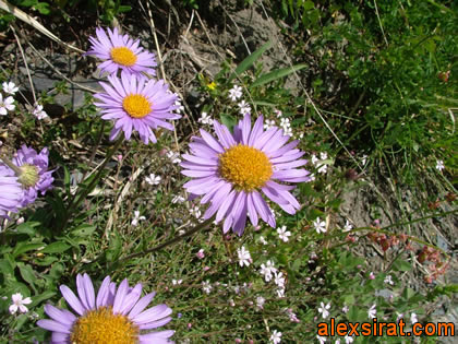 Aster alpinus Val d'Aran